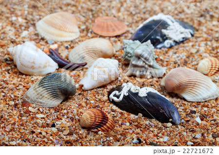 Seashells on sand in sunny day 22721672
