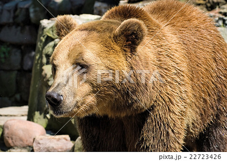 Big male brown bear 22723426