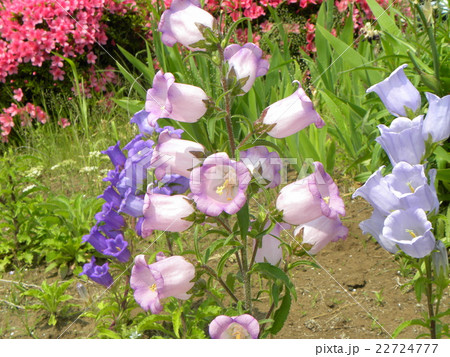 釣鐘のような青と白の花はカンパニュラの写真素材