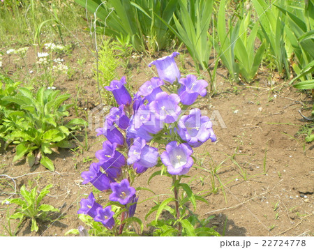釣鐘のような青と白の花はカンパニュラの写真素材