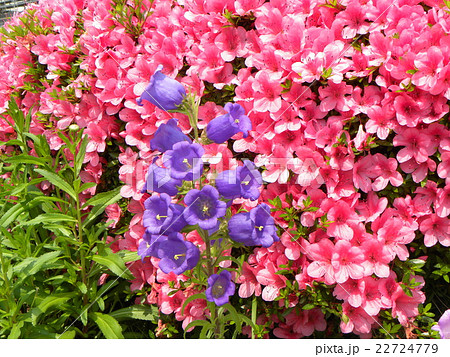 ツツジをバックに釣鐘のような青と白の花はカンパニュラの写真素材