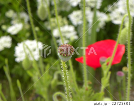 オニゲシの実の頭の部分 オニゲシの実の頭の部分 22725301