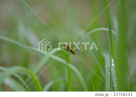 ハラビロトンボ 22726231