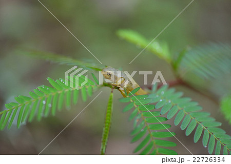 オタマジャクシから蛙へ 22726334