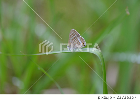 ウラナミシジミ 22726357