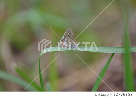 ウラナミシジミ 22726358