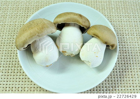 大黒本しめじ 大黒本しめじ 22726429