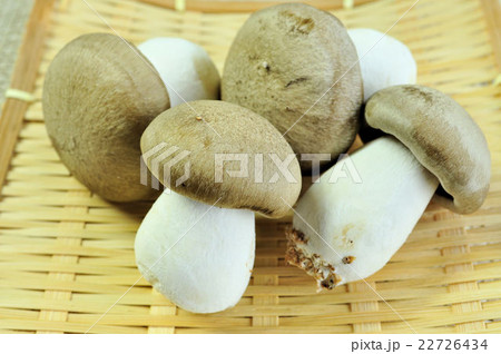 大黒本しめじ 大黒本しめじ 22726434