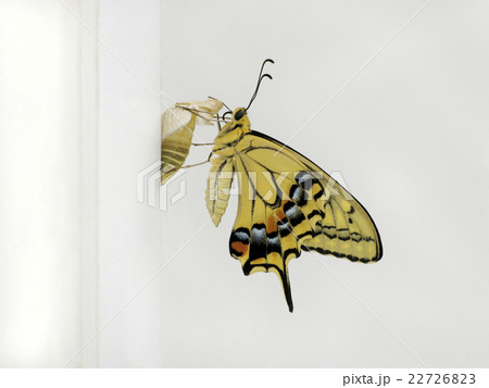 アゲハ蝶の羽化の写真素材