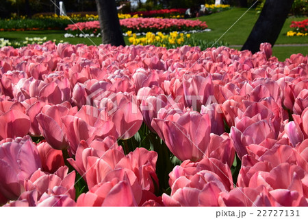 チューリップセンセーション ～フローランテ宮崎 ・春のフローラル祭～ （宮崎県宮崎市） 22727131