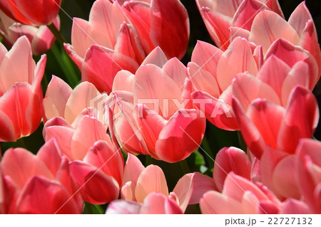 チューリップセンセーション ～フローランテ宮崎 ・春のフローラル祭～ （宮崎県宮崎市） 22727132