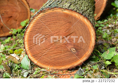 伐採したセンダン 22727232