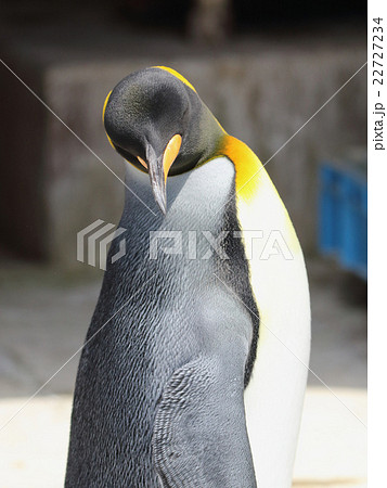 キングペンギン キングペンギン 22727234