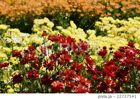 ラックスガーデン ~フローランテ宮崎・春のフローラル祭~ (宮崎県宮崎市) ラックスガーデン ~フローランテ宮崎・春のフローラル祭~ (宮崎県宮崎市) 22727541