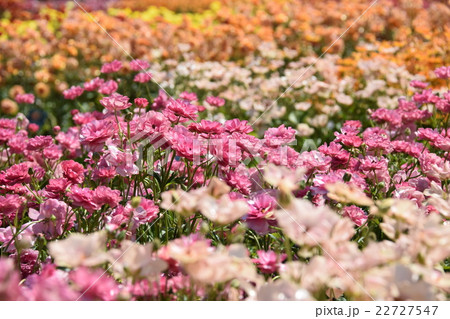 ラックスガーデン ~フローランテ宮崎・春のフローラル祭~ (宮崎県宮崎市) ラックスガーデン ~フローランテ宮崎・春のフローラル祭~ (宮崎県宮崎市) 22727547