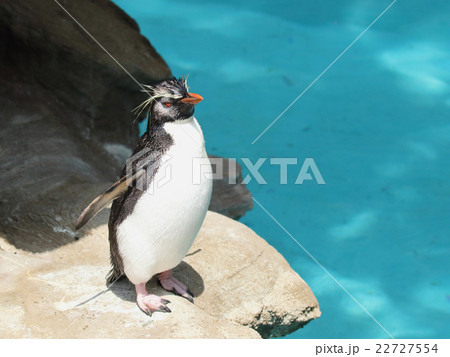 イワトビペンギン イワトビペンギン 22727554