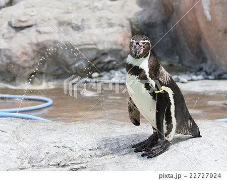 フンボルトペンギン フンボルトペンギン 22727924