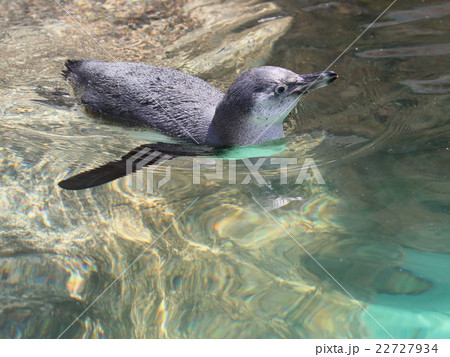 フンボルトペンギン 22727934