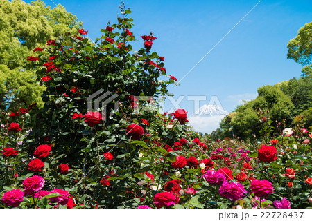 バラと富士山 22728437