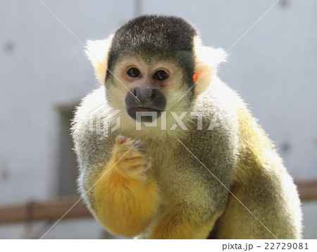 ボリビアリスザル 22729081