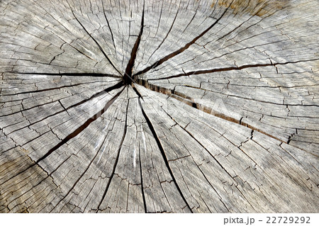 Surface of the timber Surface of the timber 22729292