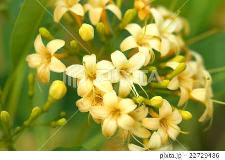 Fragrant yellow flowers 22729486