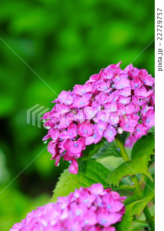 紫陽花 紫陽花 22729757