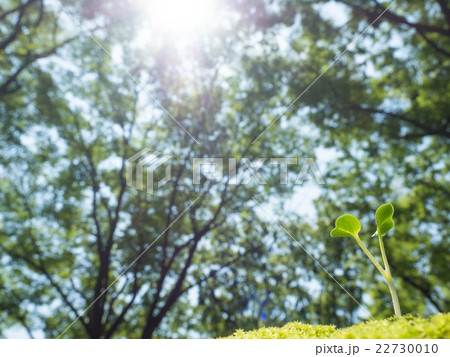 新緑の中の芽生え 新緑の中の芽生え 22730010
