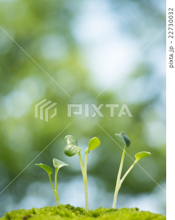 新緑の中の芽生え 新緑の中の芽生え 22730032