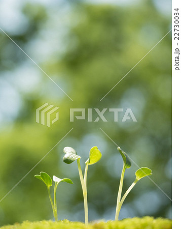 新緑の中の芽生え 新緑の中の芽生え 22730034