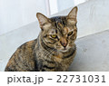 closeup a cat 22731031