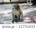 Monkey homeless 22731033