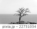 dead tree on the rock, monochrome background 22731034