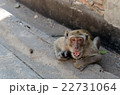Monkey menace 22731064