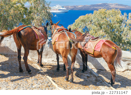 Donkeys for horse riding in the village Fira. Donkeys for horse riding in the village Fira. 22731147