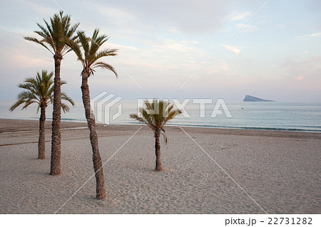 Benidorm Alicante beach palm trees Benidorm Alicante beach palm trees 22731282