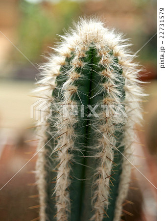 Green cactus with white hair Green cactus with white hair 22731579