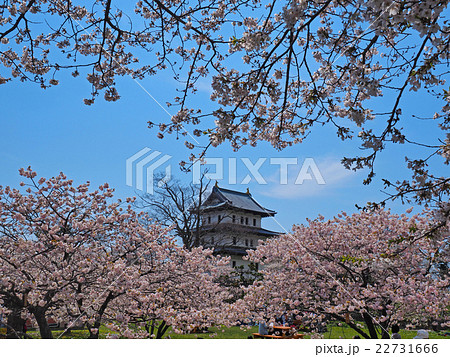 福山城と桜 福山城と桜 22731666