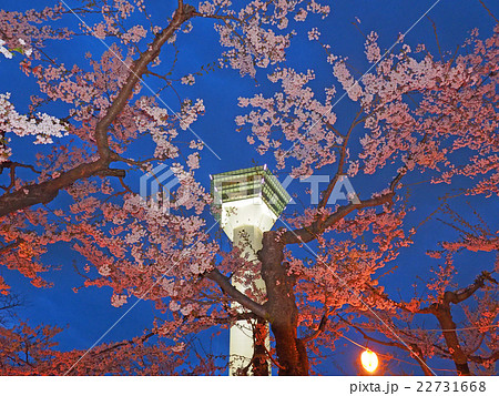 五稜郭公園の夜桜ライトアップ 五稜郭公園の夜桜ライトアップ 22731668