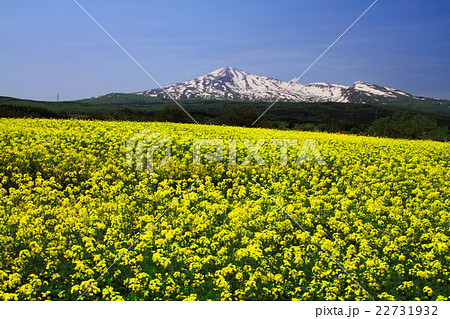 鳥海山と菜の花 22731932
