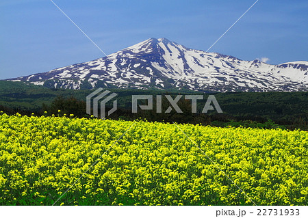 鳥海山と菜の花の写真素材