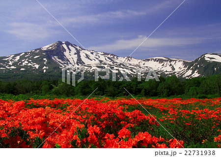 桑ノ木台湿原と鳥海山 桑ノ木台湿原と鳥海山 22731938