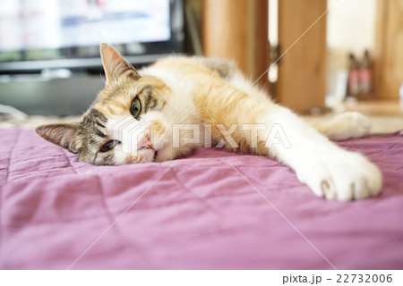 ねこ ねこ 22732006