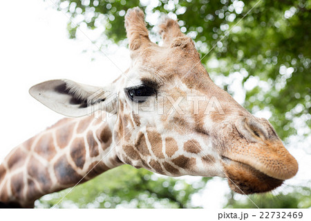 キリン キリン 22732469