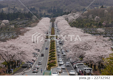 冨士霊園桜 22732562