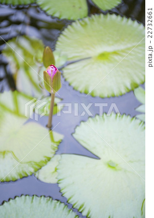 Beauty of nature! 22732661