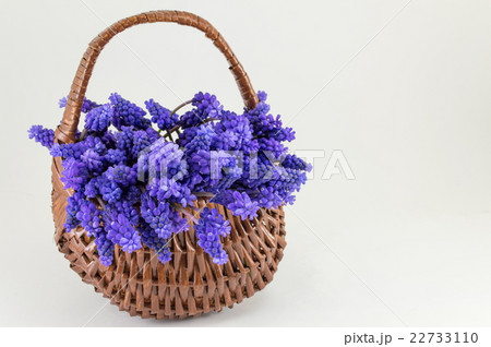 Hyacinth flowers in a basket. Romantic present 22733110