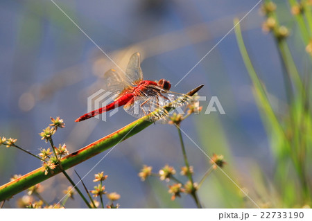 ショウジョウトンボ 22733190