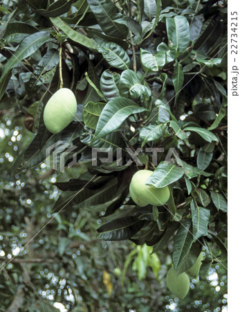 Mango tree (Mangifera indica) Mango tree (Mangifera indica) 22734215