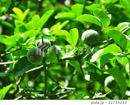 Trifoliate orange (Poncirus trifoliata) 22734232